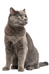 Imagen de gato - Pata Fiel