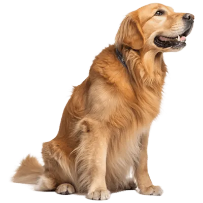 Imagen de perro - Pata Fiel