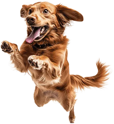 Filler side image - Pata Fiel