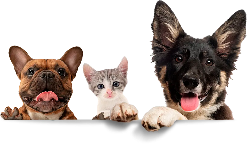 Tres mascotas felices - Pata Fiel